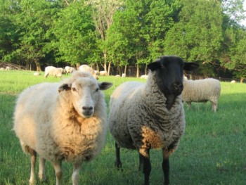 sheep