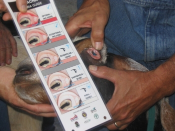 famacha demonstration