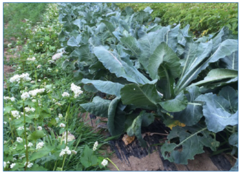 a row of buckwheat