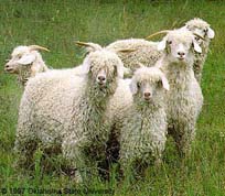 Cabras de angora
