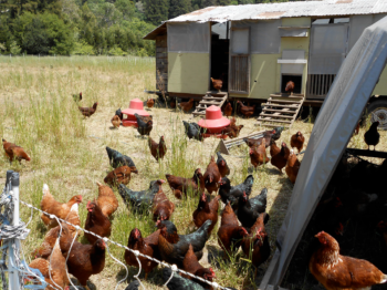 chickens in a fenced pasture near their coop