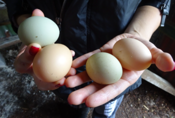 hands holding freshly gathered eggs